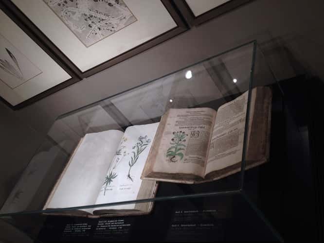 "Книга трав" Дмитрия Плавинского