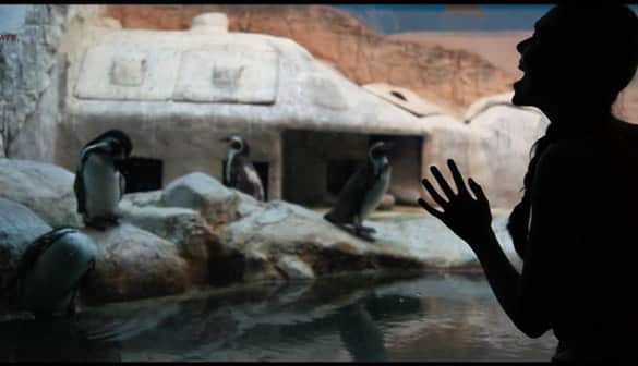 ZOO, ИЛИ ФОТОГРАФИЯ О ЛЮБВИ